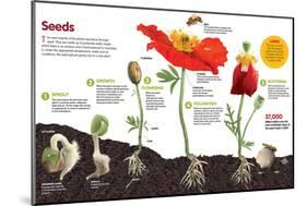 Infographic About the Process of Transformation from a Seed to a Plant-null-Mounted Poster