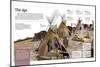 Infographic About the Tipi, Refuge Tent Used by North-American Indians as a House in the 1500S-null-Mounted Poster