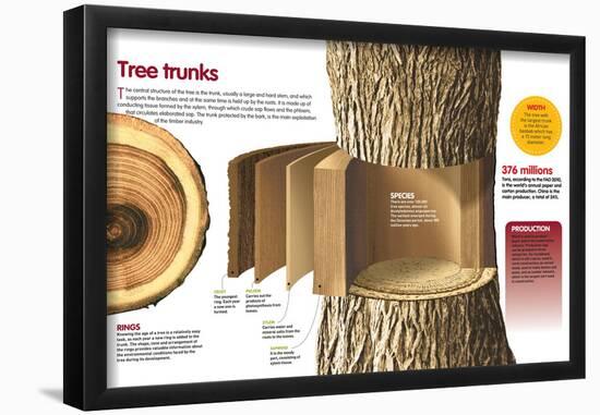 Infographic About the Trunk of Trees: its Internal Structure and their Exploitation-null-Framed Poster