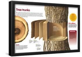 Infographic About the Trunk of Trees: its Internal Structure and their Exploitation-null-Framed Poster