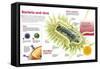 Infographic About Virus and Bacteria-null-Framed Stretched Canvas