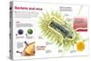 Infographic About Virus and Bacteria-null-Stretched Canvas