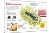 Infographic About Virus and Bacteria-null-Mounted Poster