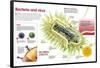 Infographic About Virus and Bacteria-null-Framed Poster