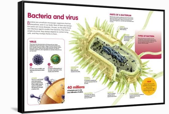 Infographic About Virus and Bacteria-null-Framed Stretched Canvas