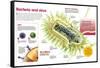 Infographic About Virus and Bacteria-null-Framed Stretched Canvas