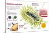 Infographic About Virus and Bacteria-null-Stretched Canvas