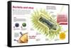 Infographic About Virus and Bacteria-null-Framed Stretched Canvas