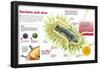 Infographic About Virus and Bacteria-null-Framed Poster