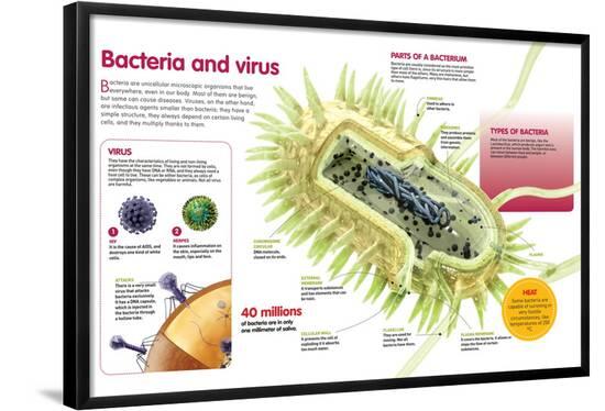 Poster, , large