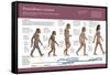 Infographic, from Australopithecus to Homo Sapiens (From 4 Million Years to 150,000 Ago)-null-Framed Stretched Canvas