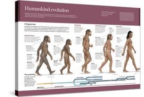 Infographic, from Australopithecus to Homo Sapiens (From 4 Million Years to 150,000 Ago)-null-Stretched Canvas