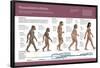 Infographic, from Australopithecus to Homo Sapiens (From 4 Million Years to 150,000 Ago)-null-Framed Standard Poster