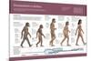Infographic, from Australopithecus to Homo Sapiens (From 4 Million Years to 150,000 Ago)-null-Mounted Standard Poster