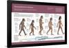 Infographic, from Australopithecus to Homo Sapiens (From 4 Million Years to 150,000 Ago)-null-Framed Standard Poster