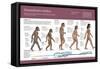 Infographic, from Australopithecus to Homo Sapiens (From 4 Million Years to 150,000 Ago)-null-Framed Stretched Canvas