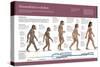 Infographic, from Australopithecus to Homo Sapiens (From 4 Million Years to 150,000 Ago)-null-Stretched Canvas