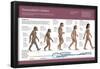 Infographic, from Australopithecus to Homo Sapiens (From 4 Million Years to 150,000 Ago)-null-Framed Poster