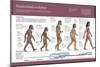 Infographic, from Australopithecus to Homo Sapiens (From 4 Million Years to 150,000 Ago)-null-Mounted Poster