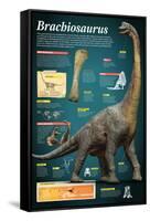 Infographic of Brachiosaurus, a Giant Herbivore That Lived at the End of the Jurassic Period-null-Framed Stretched Canvas