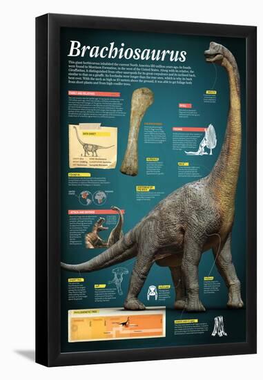 Infographic of Brachiosaurus, a Giant Herbivore That Lived at the End of the Jurassic Period-null-Framed Poster