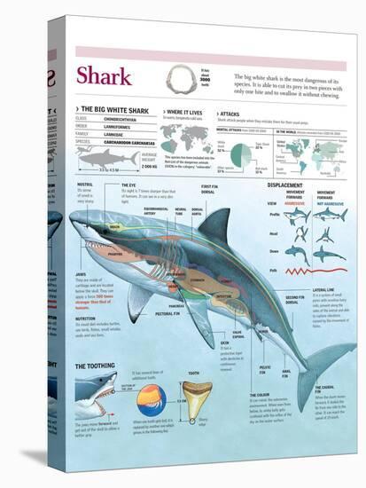 Infographic of Habitat, Anatomy, Teeth and Movement of the White Shark and Attack Data on Humans-null-Stretched Canvas