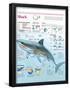 Infographic of Habitat, Anatomy, Teeth and Movement of the White Shark and Attack Data on Humans-null-Framed Poster