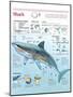 Infographic of Habitat, Anatomy, Teeth and Movement of the White Shark and Attack Data on Humans-null-Mounted Poster