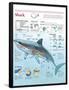 Infographic of Habitat, Anatomy, Teeth and Movement of the White Shark and Attack Data on Humans-null-Framed Poster