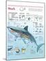 Infographic of Habitat, Anatomy, Teeth and Movement of the White Shark and Attack Data on Humans-null-Mounted Poster