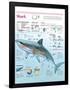 Infographic of Habitat, Anatomy, Teeth and Movement of the White Shark and Attack Data on Humans-null-Framed Poster