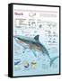 Infographic of Habitat, Anatomy, Teeth and Movement of the White Shark and Attack Data on Humans-null-Framed Stretched Canvas