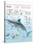 Infographic of Habitat, Anatomy, Teeth and Movement of the White Shark and Attack Data on Humans-null-Stretched Canvas