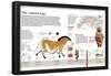 Infographic of Paleolithic Art, the First Expression of Human Culture-null-Framed Poster