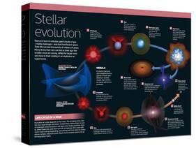 Infographic of Stars: from Birth, Up to the Largest Ones, Near their Cooling as Supernova-null-Stretched Canvas