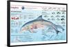 Infographic of the Anatomy, Habitat and Bottlenose Dolphin Breeding-null-Framed Poster