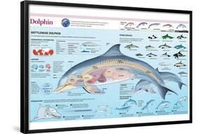 Infographic of the Anatomy, Habitat and Bottlenose Dolphin Breeding-null-Framed Poster