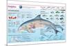 Infographic of the Anatomy, Habitat and Bottlenose Dolphin Breeding-null-Mounted Poster