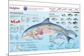 Infographic of the Anatomy, Habitat and Bottlenose Dolphin Breeding-null-Mounted Poster