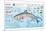 Infographic of the Anatomy, Habitat and Bottlenose Dolphin Breeding-null-Mounted Poster