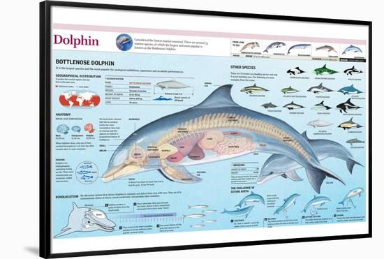 Infographic of the Anatomy, Habitat and Bottlenose Dolphin Breeding-null-Framed Poster