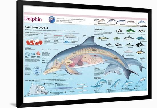 Infographic of the Anatomy, Habitat and Bottlenose Dolphin Breeding-null-Framed Poster