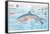 Infographic of the Anatomy, Habitat and Bottlenose Dolphin Breeding-null-Framed Stretched Canvas