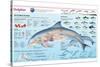 Infographic of the Anatomy, Habitat and Bottlenose Dolphin Breeding-null-Stretched Canvas