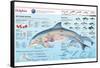 Infographic of the Anatomy, Habitat and Bottlenose Dolphin Breeding-null-Framed Stretched Canvas