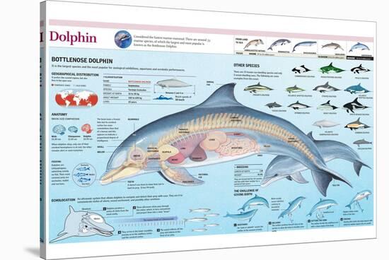 Infographic of the Anatomy, Habitat and Bottlenose Dolphin Breeding-null-Stretched Canvas