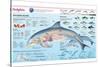 Infographic of the Anatomy, Habitat and Bottlenose Dolphin Breeding-null-Stretched Canvas