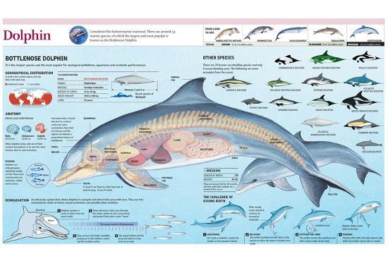 Anatomy Of A Dolphin
