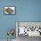 Infographic of the Animal Life That Thrives on the Maritime Coasts-null-Framed Stretched Canvas displayed on a wall