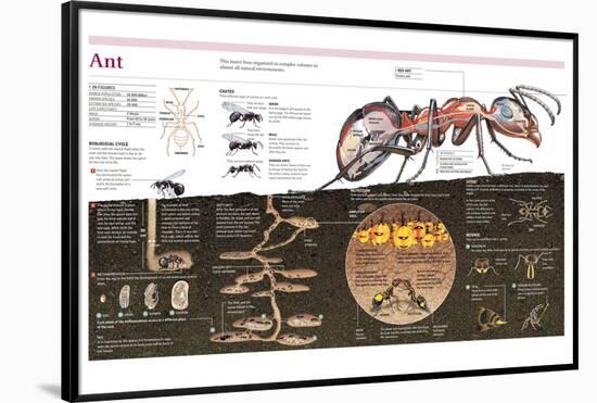 Infographic of the Ant, the Nest Construction and the Organization of an Ant Colony-null-Framed Poster